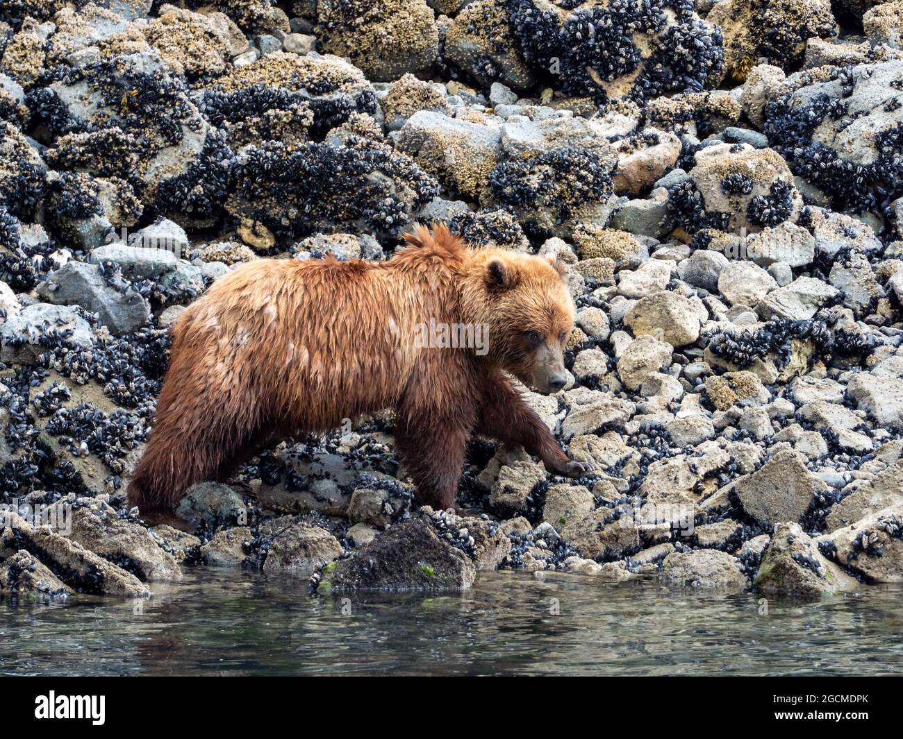 Brown bear, Ursus arctos, feeding in the intertidal zone in Glacier Bay National Park, Alaska, USA Stock Photo