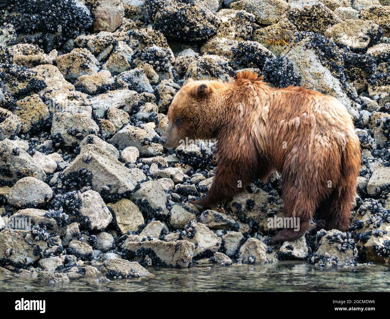 Brown bear, Ursus arctos, feeding in the intertidal zone in Glacier Bay National Park, Alaska, USA Stock Photo
