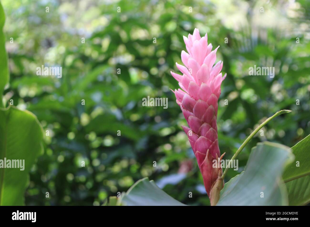 Pink Flower from Hawaii Stock Photo Alamy