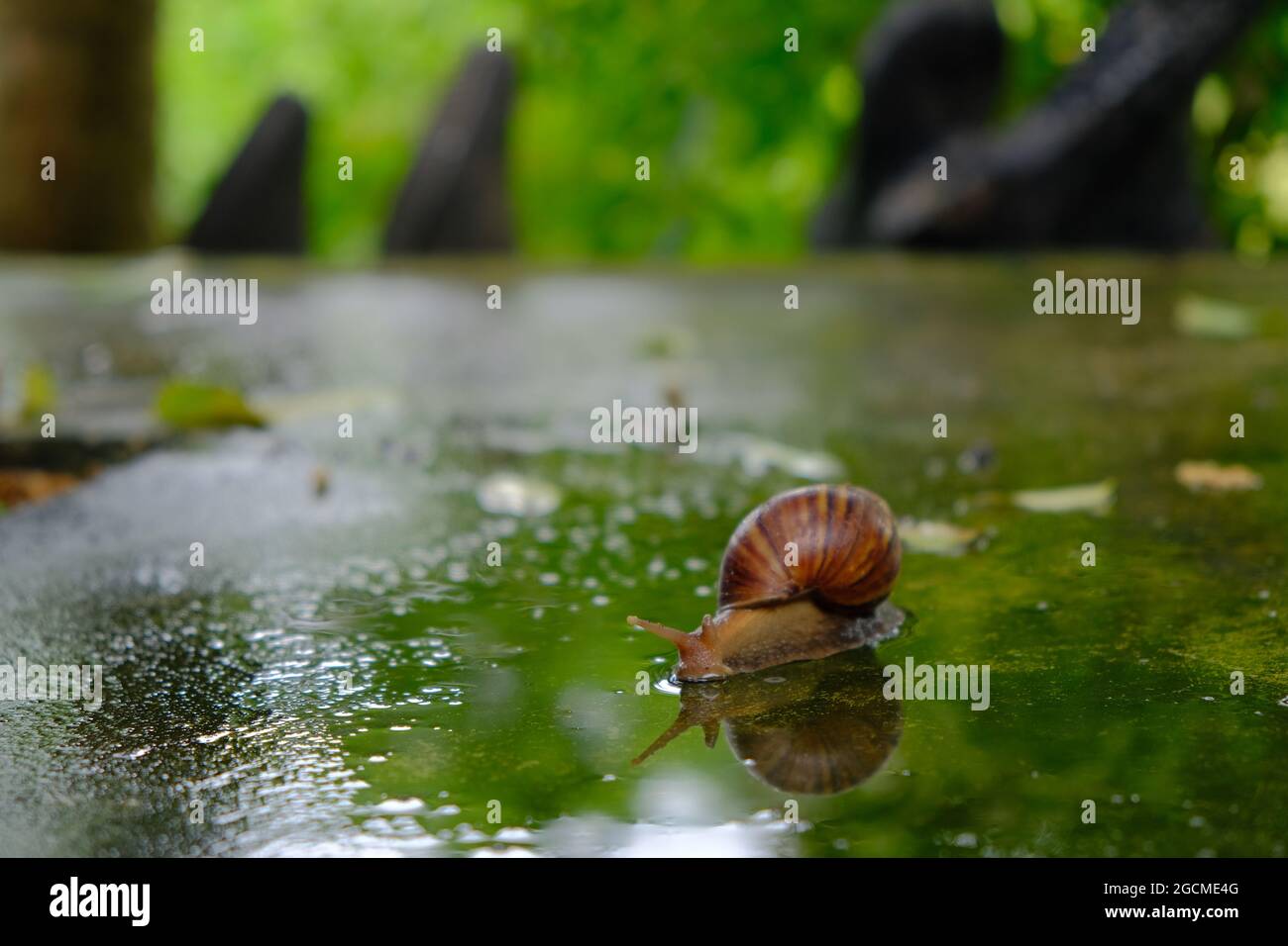 Big snail gliding on the wet floor in the summer garden. Large mollusk snails with light brown striped shell, crawling on moss. Stock Photo