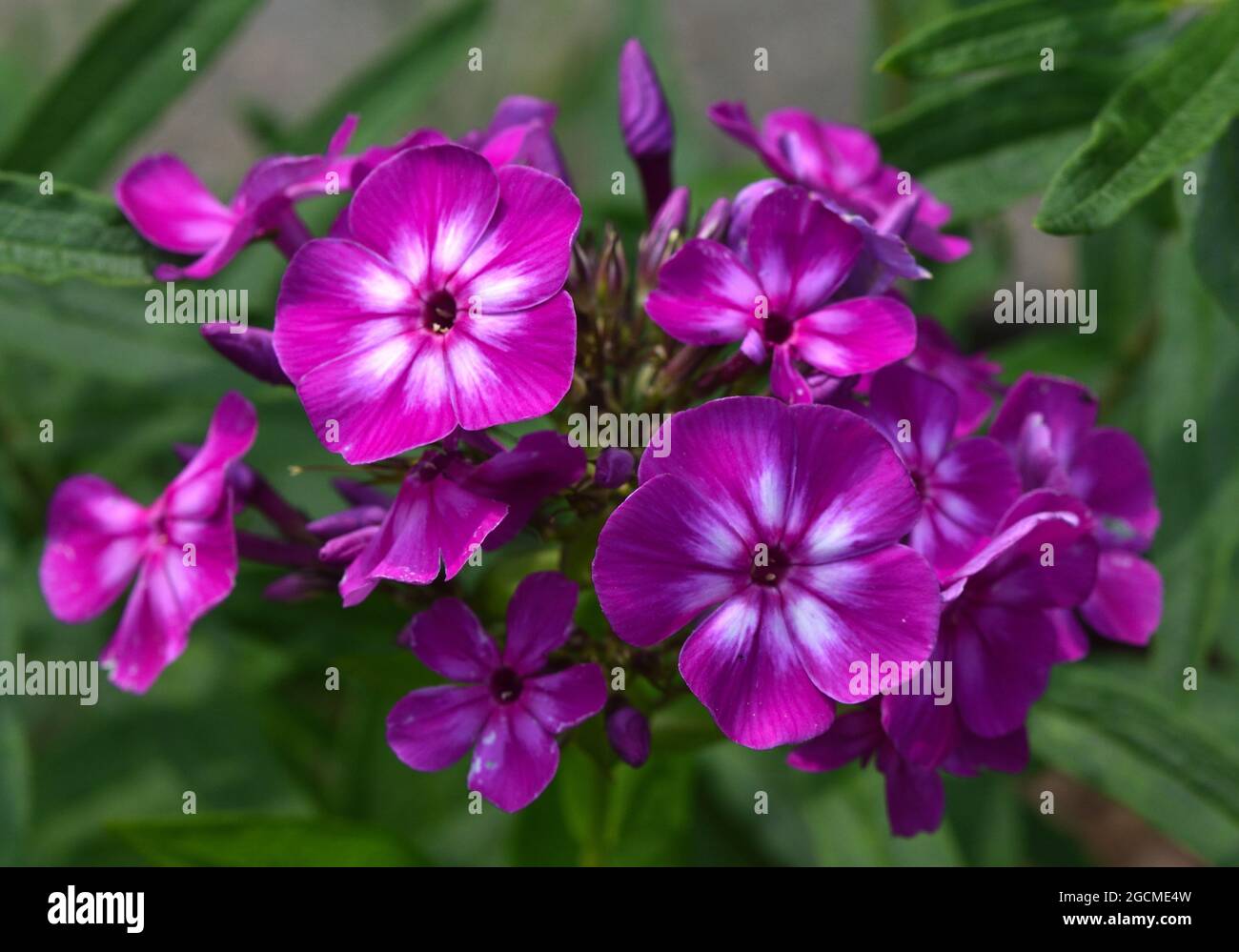 Purple phlox flowers with white centers. Stock Photo