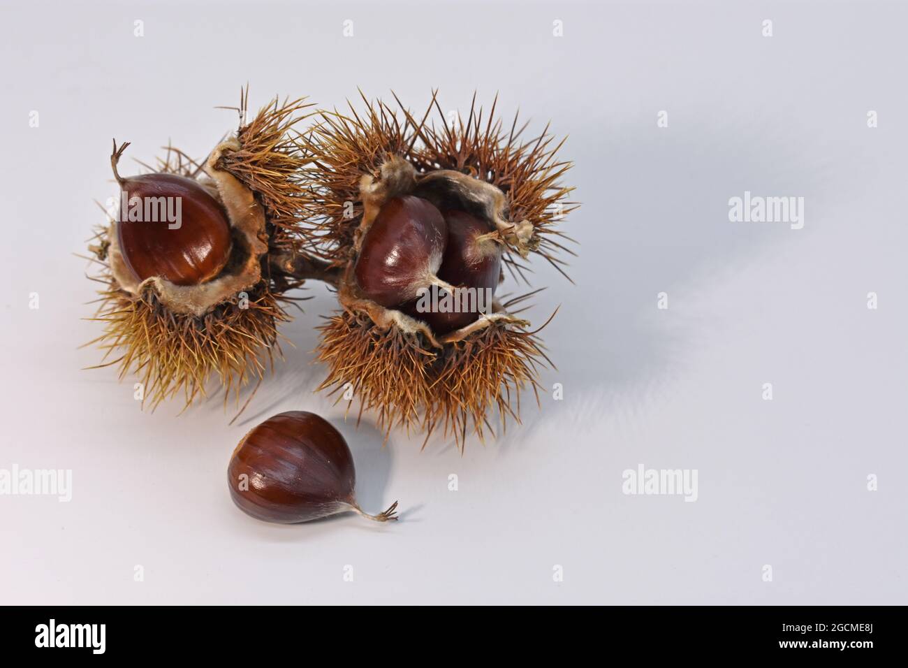 Edible sweet chesnuts. Wild food. Stock Photo