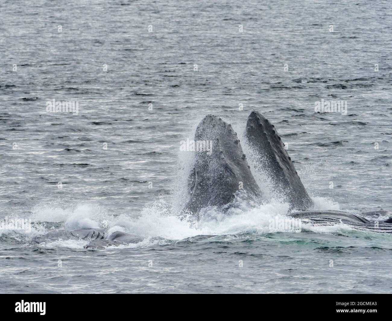 Humpback whale, Megaptera novaeangliae, bubble net feeding in Peril Strait, Southeast Alaska, USA Stock Photo