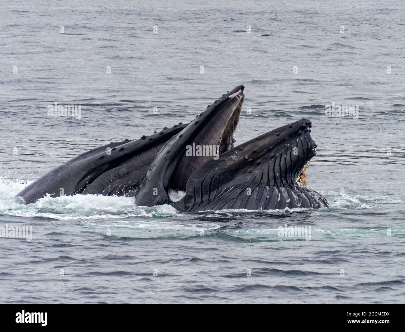 Humpback whale, Megaptera novaeangliae, bubble net feeding in Peril Strait, Southeast Alaska, USA Stock Photo