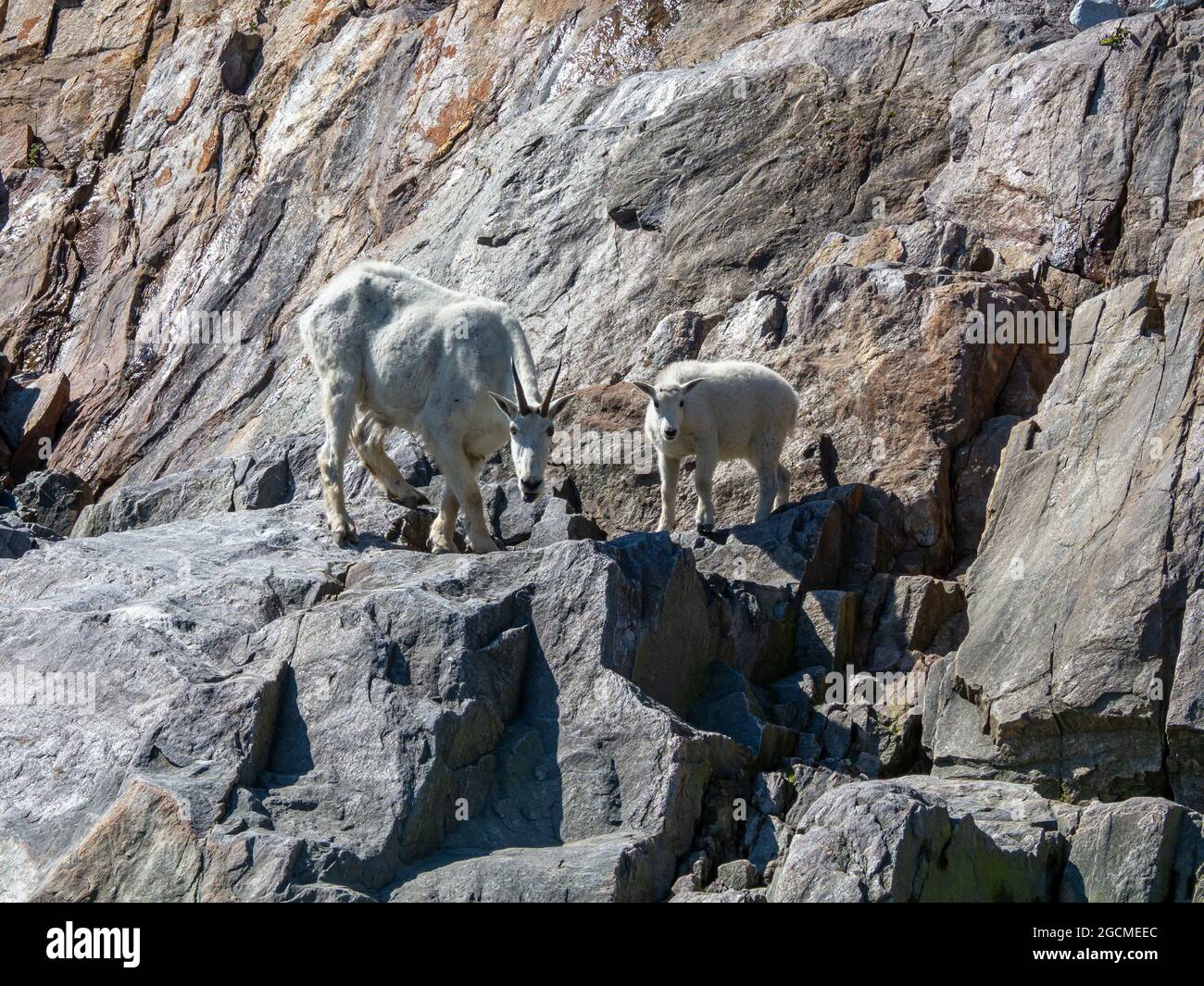 Mountain Goat, Oreamnos americanus, at Tracy Arm, Tongass National Forest, Southeast Alaska, USA Stock Photo