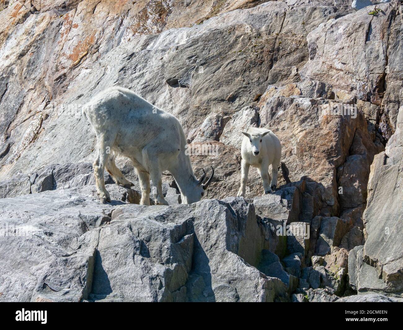 Mountain Goat, Oreamnos americanus, at Tracy Arm, Tongass National Forest, Southeast Alaska, USA Stock Photo