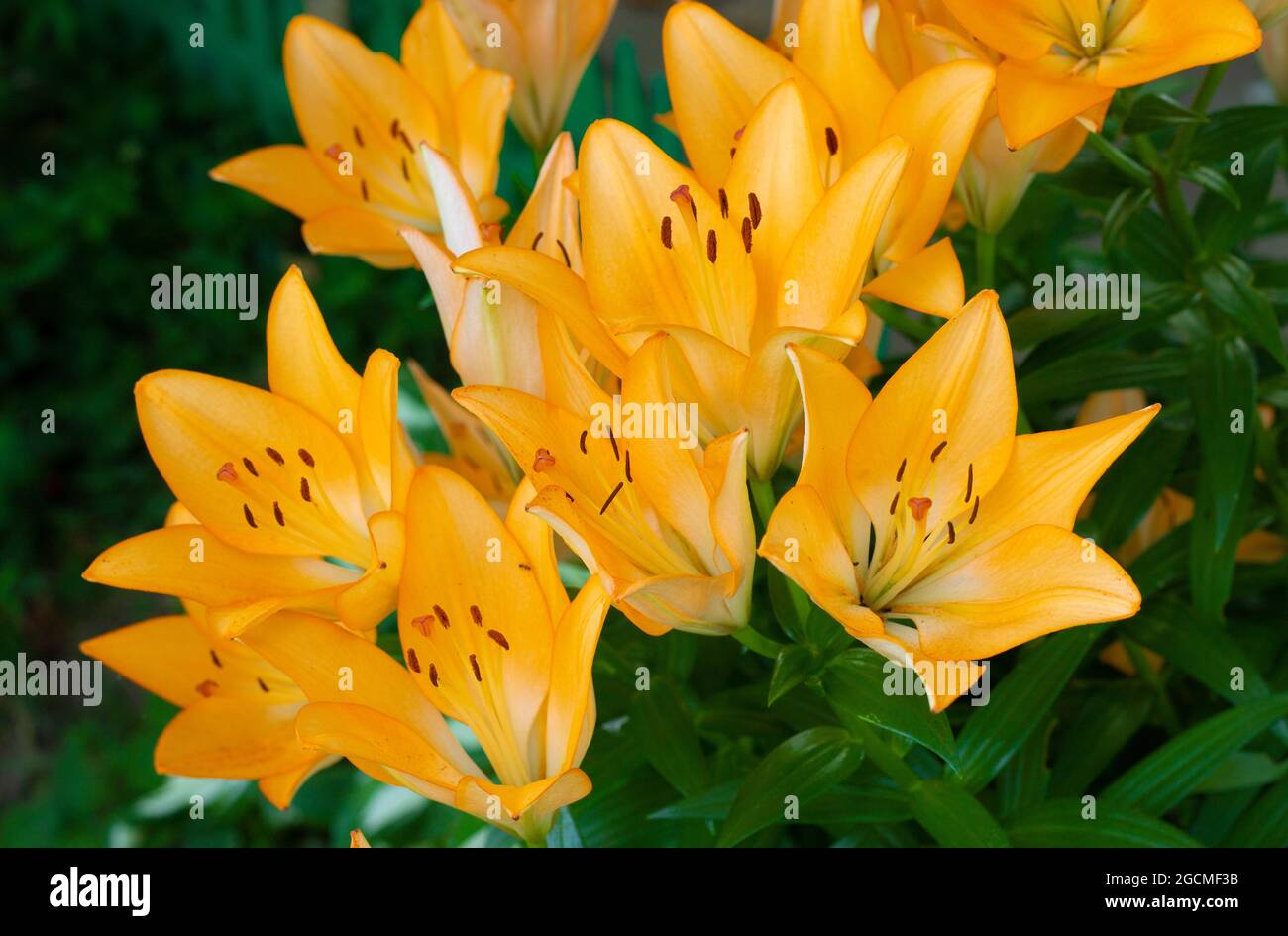 Close up of Yellow lily flower. Hemerocallis also called Lemon Lily, Yellow Daylily, Hemerocallis flava. Yellow lily flower, known as Lilium parryi, b Stock Photo