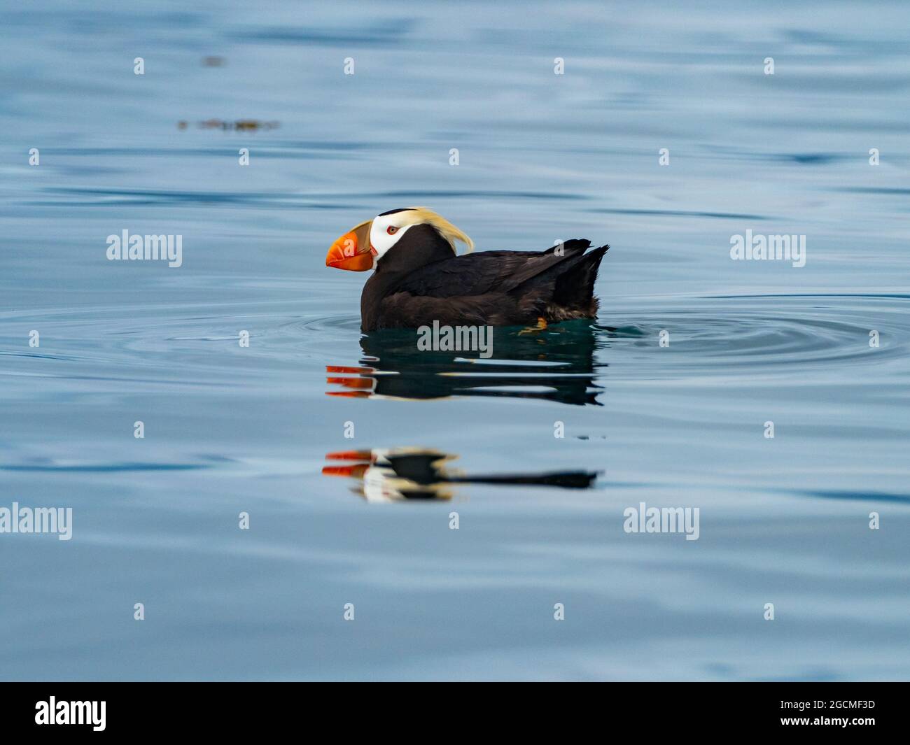 Tufted Puffin, fratercula  cirrhata, on the ocean in the Inside passage of Southeast Alaska Stock Photo
