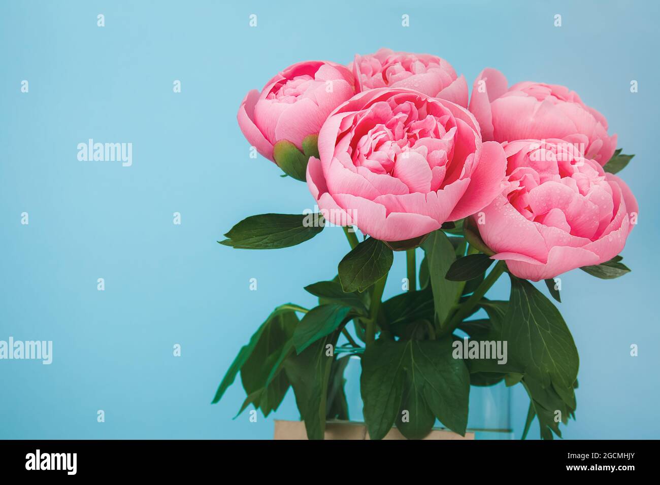 Beautiful pink peony flowers bouquet in glass vase on cyan background ...