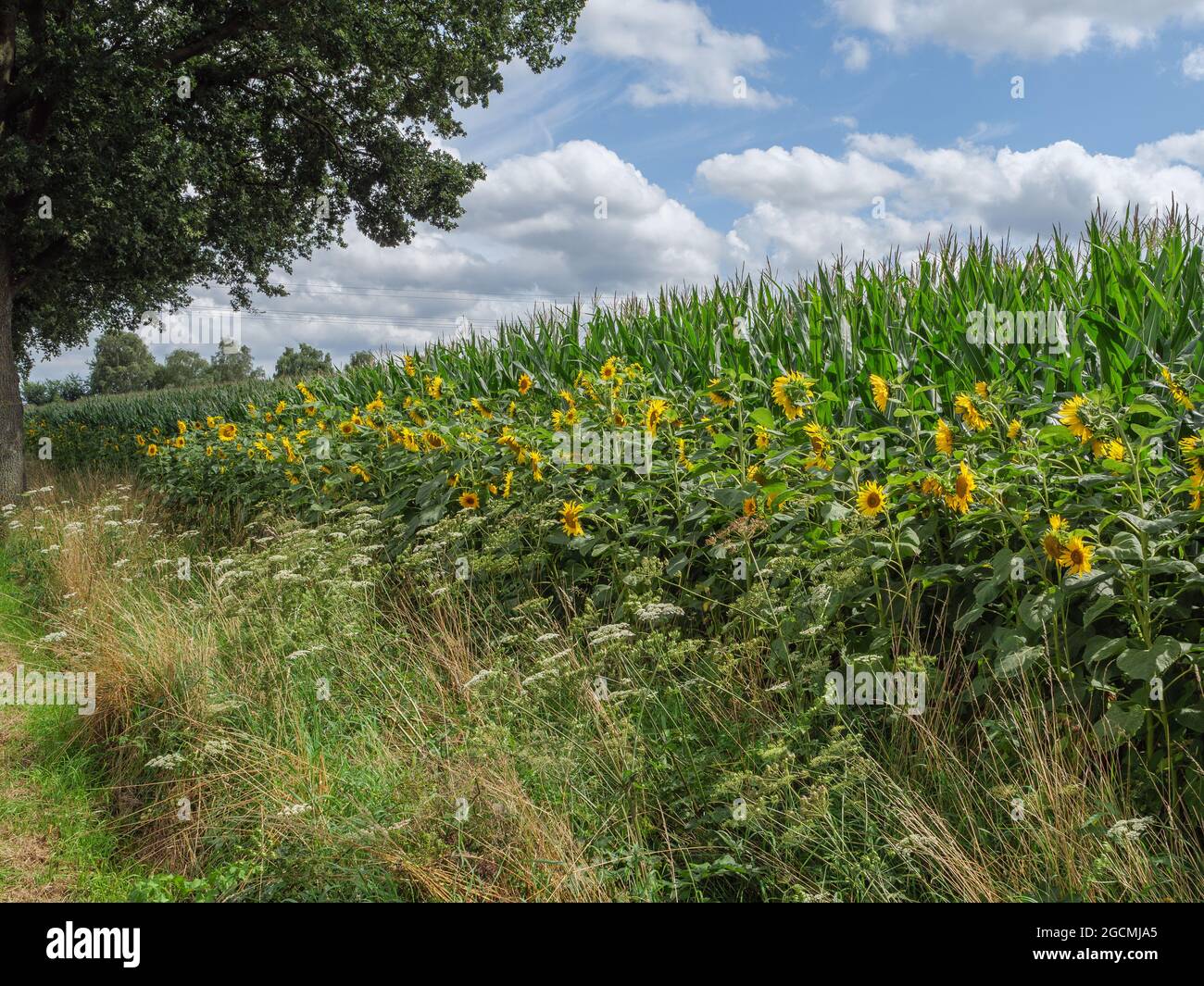 summer in westphalia Stock Photo Alamy