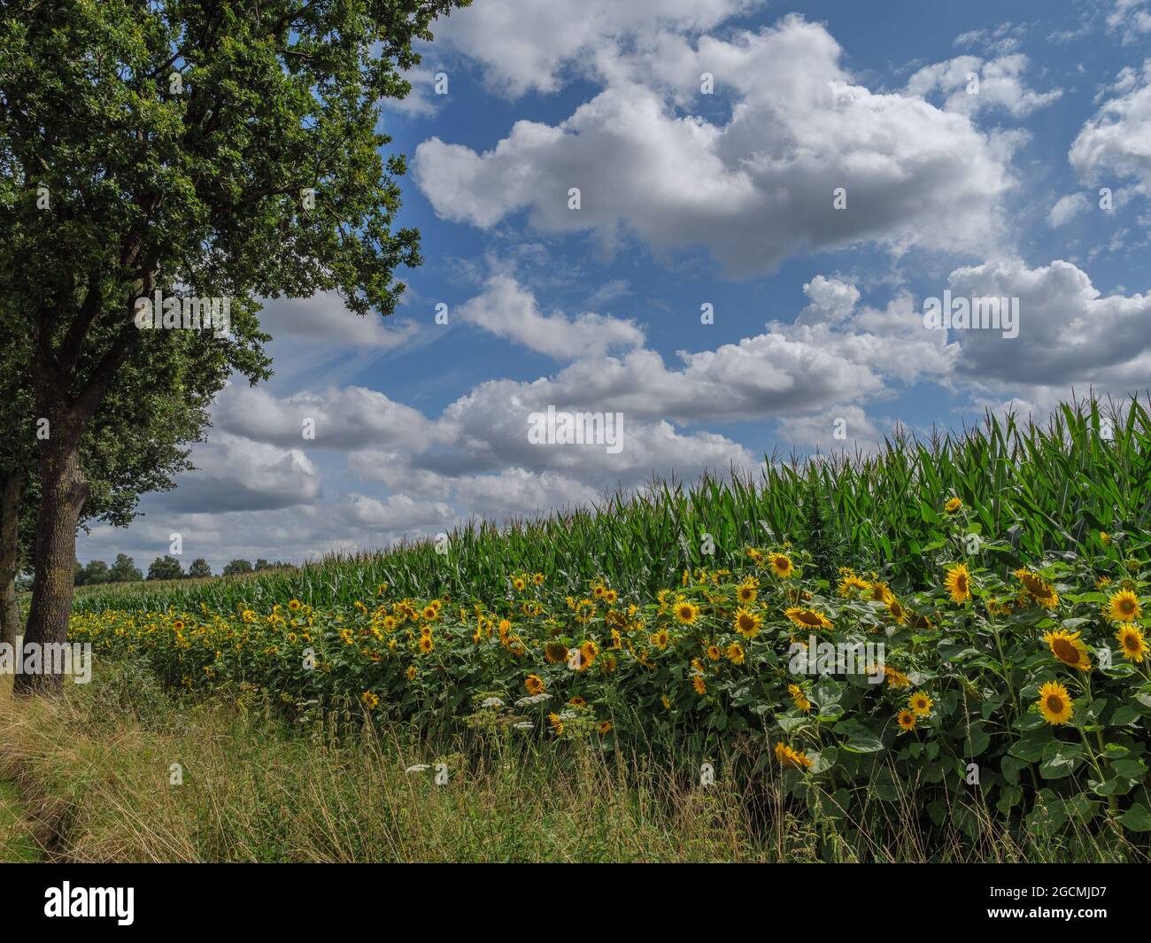summer in westphalia Stock Photo Alamy