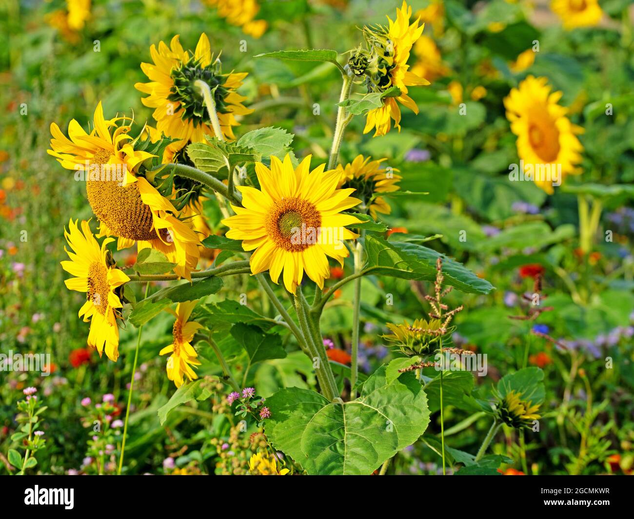 Blooming sunflowers, Helianthus annuus, between brightly colored flowers Stock Photo