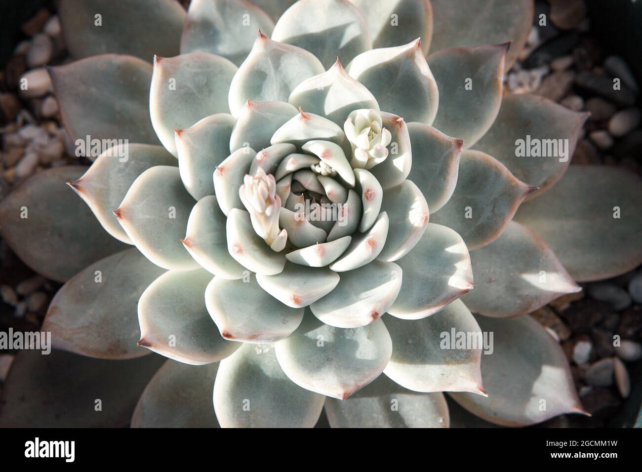 Beautiful rosette echeveria with thick funny leaves, close-up. Top view green succulent plant. High-quality photo Stock Photo