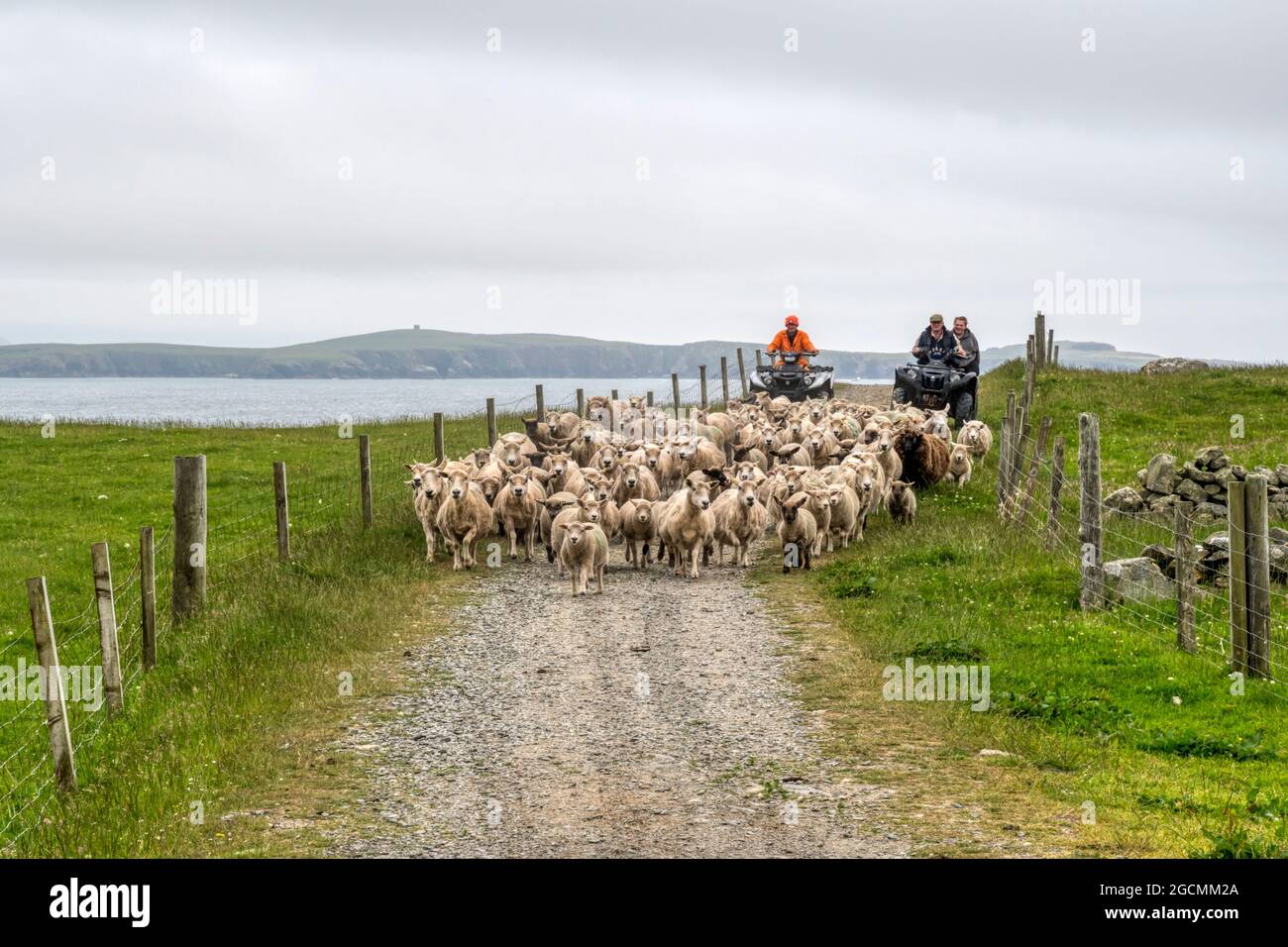 Using quad bikes to herd sheep for shearing on West Burra in the Shetland islands. Stock Photo