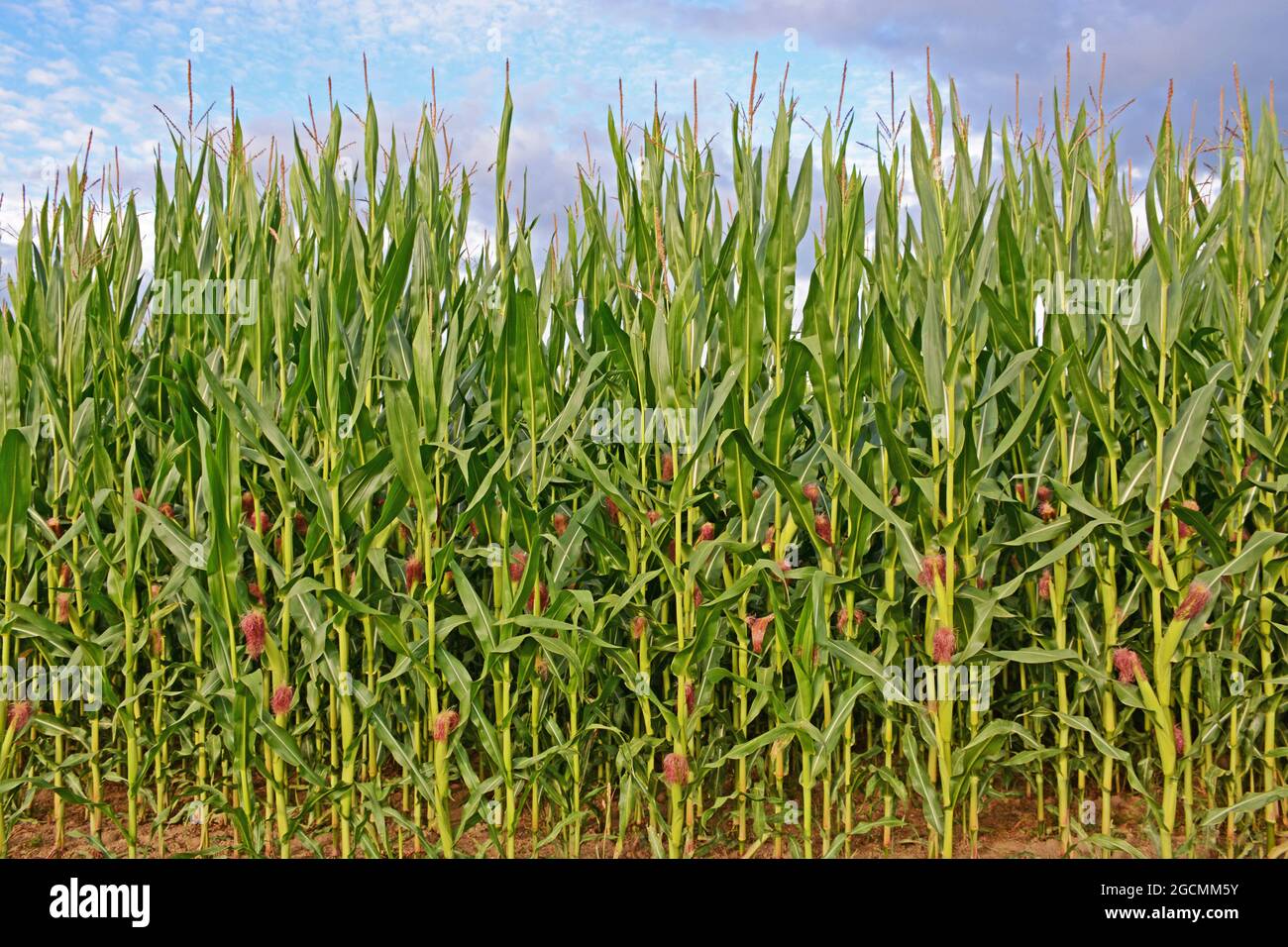 maize field, Auvergne-Rhone-Alpes, France Stock Photo