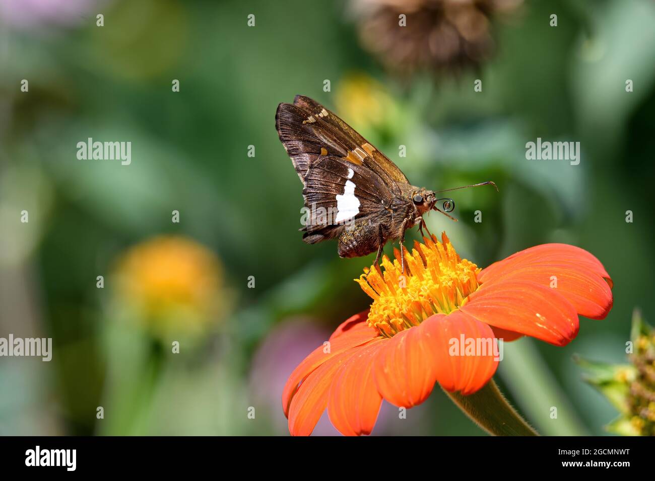 Silver-spotted skippers feeding on Tithonia flower. Epargyreus clarus, the silver-spotted skipper, is a butterfly of the family Hesperiidae. Stock Photo