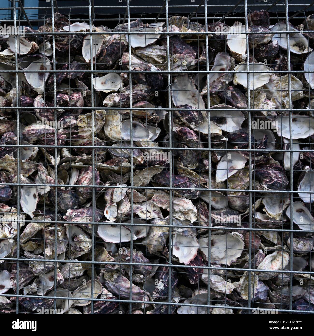 Conch shells in a cage, Auckland, North Island, New Zealand Stock Photo ...