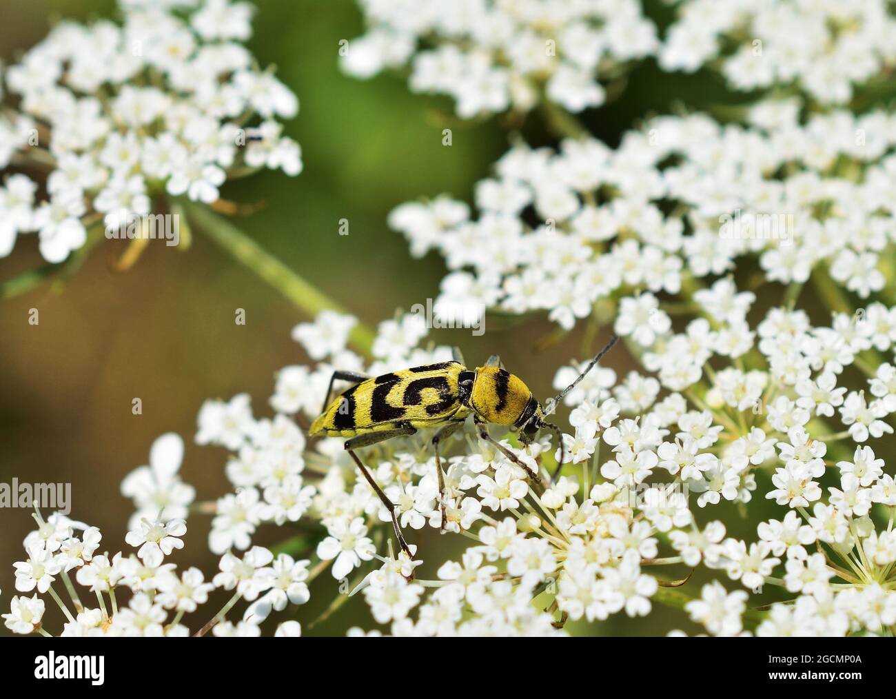 Chlorophorus varius, the grape wood borer, is a colorful species of beetle in the family Cerambycidae. Stock Photo