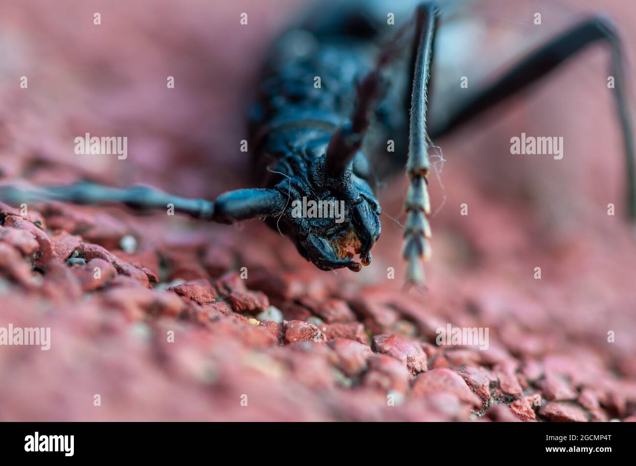 Close-up of a great capricorn beetle sitting on the ground . Cerambyx ...