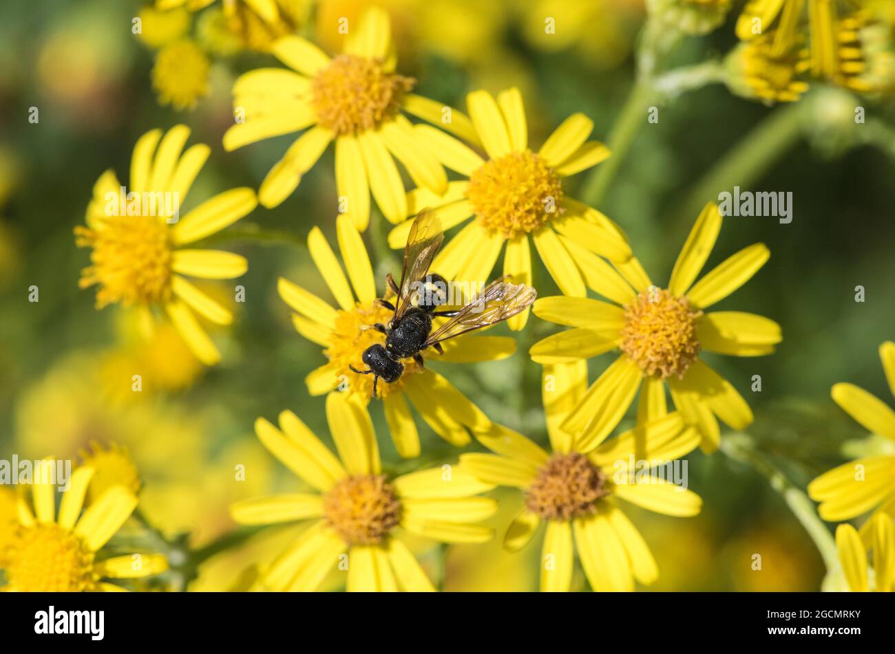 A solitary wasp (Cerceris sp.) feeding on Ragwort Stock Photo