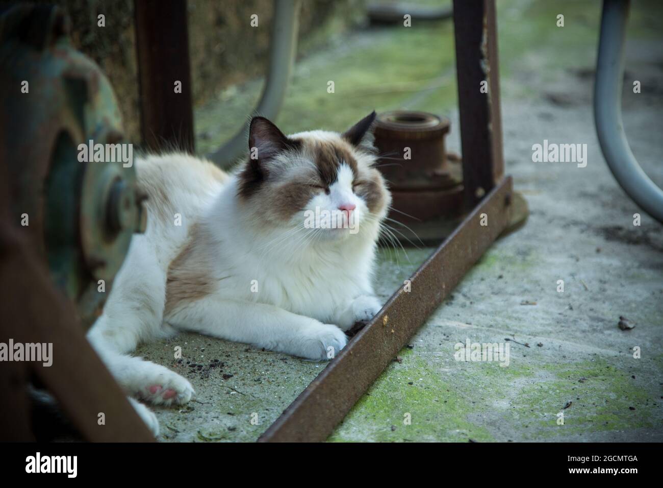 domestic beautiful young Ragdoll cat is tired and resting outdoors Stock Photo