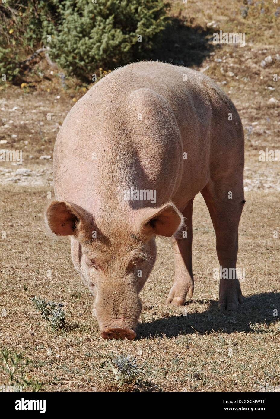 pig grazes the little grass left in a pasture, Sus scrofa domesticus, Suidae Stock Photo