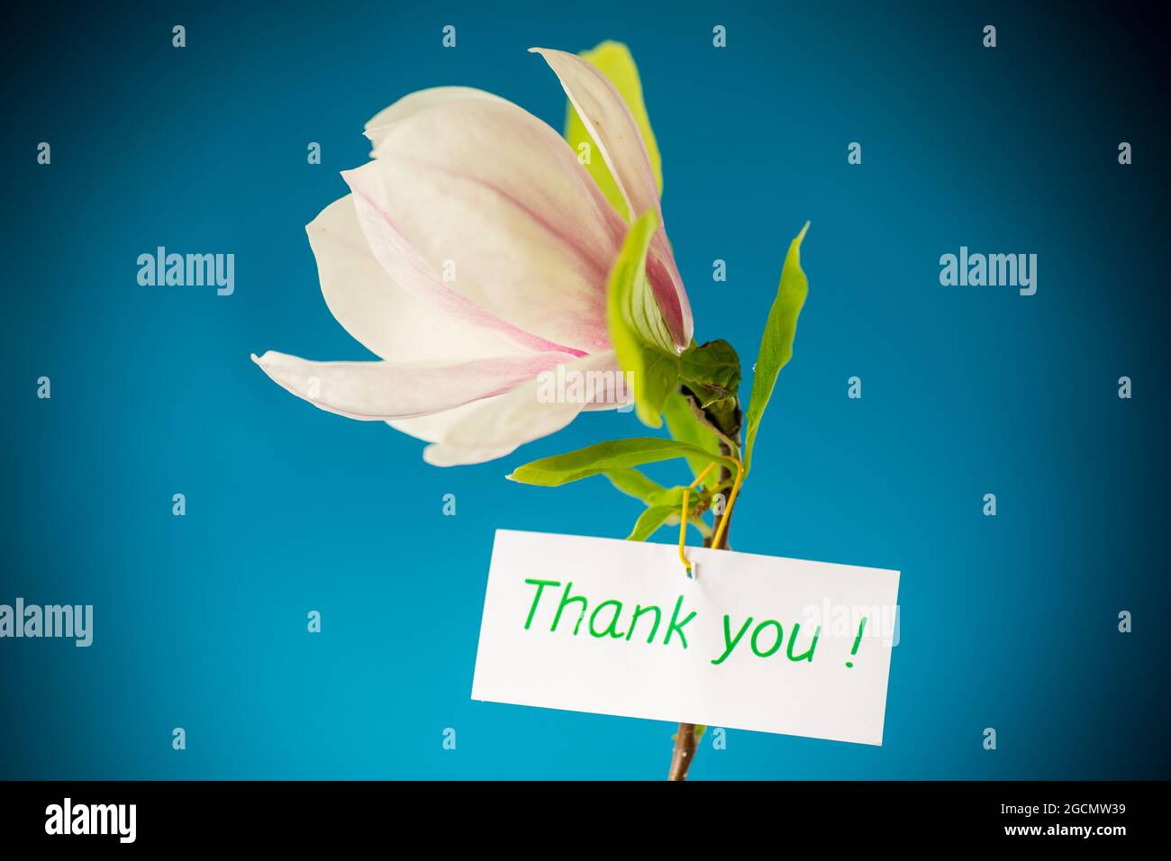 one pink flower on a branch of blooming magnolia close up isolated on ...