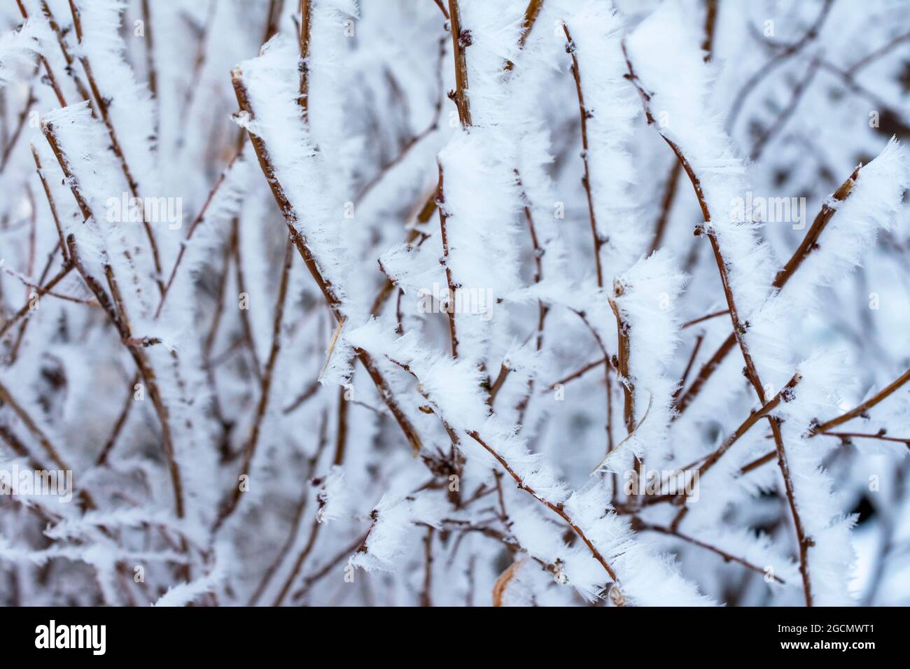 Hoar Frost on Tree Branches Winter Scene Stock Photo