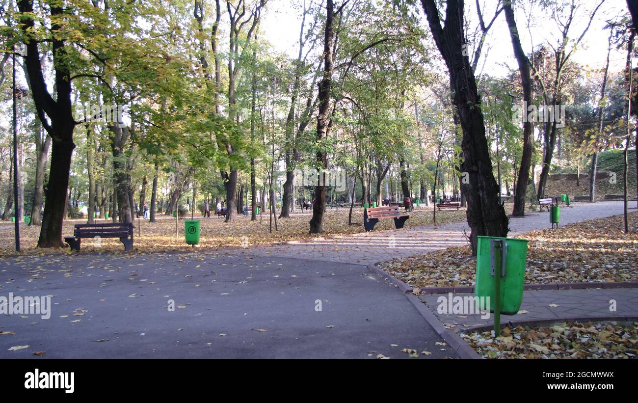 Beautiful view of a park with many trees and fallen autumn leaves Stock ...