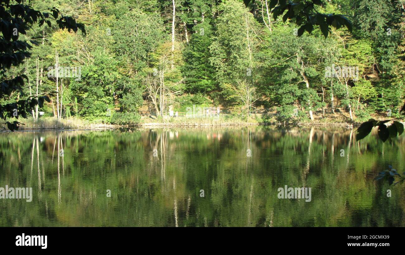 Beautiful view of trees and plants reflecting on a lake Stock Photo - Alamy