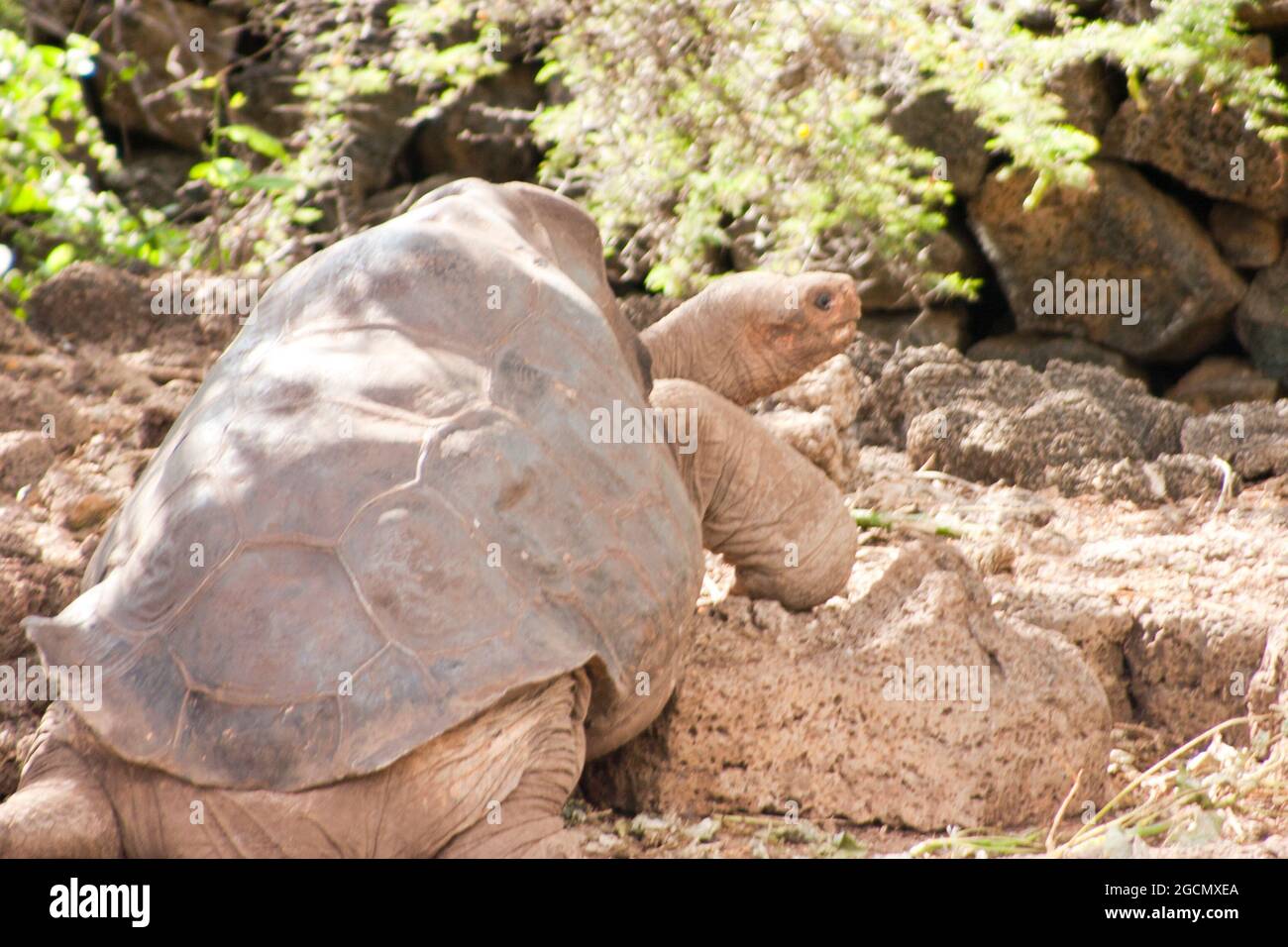 Lonesome George of the Galapagos Islands Stock Photo