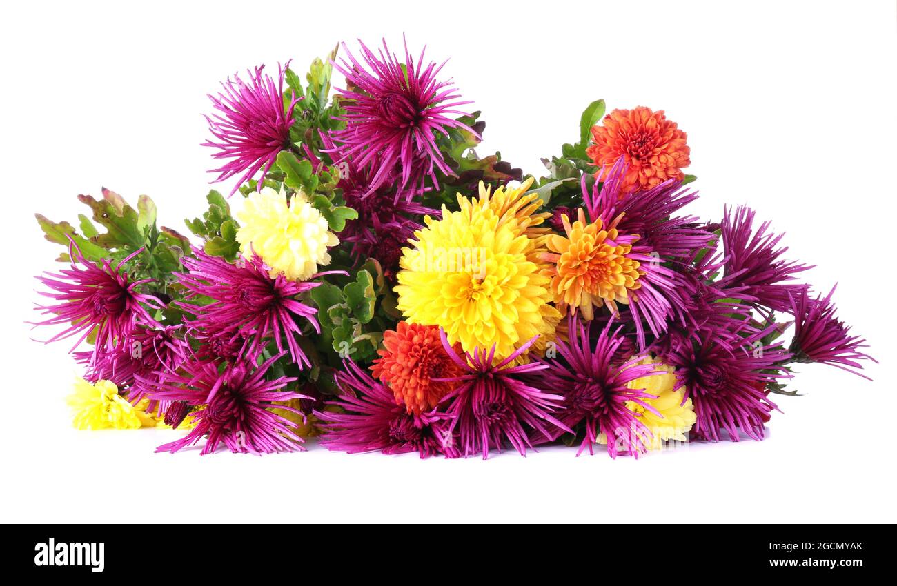 Beautiful flowers isolated on white background Stock Photo - Alamy