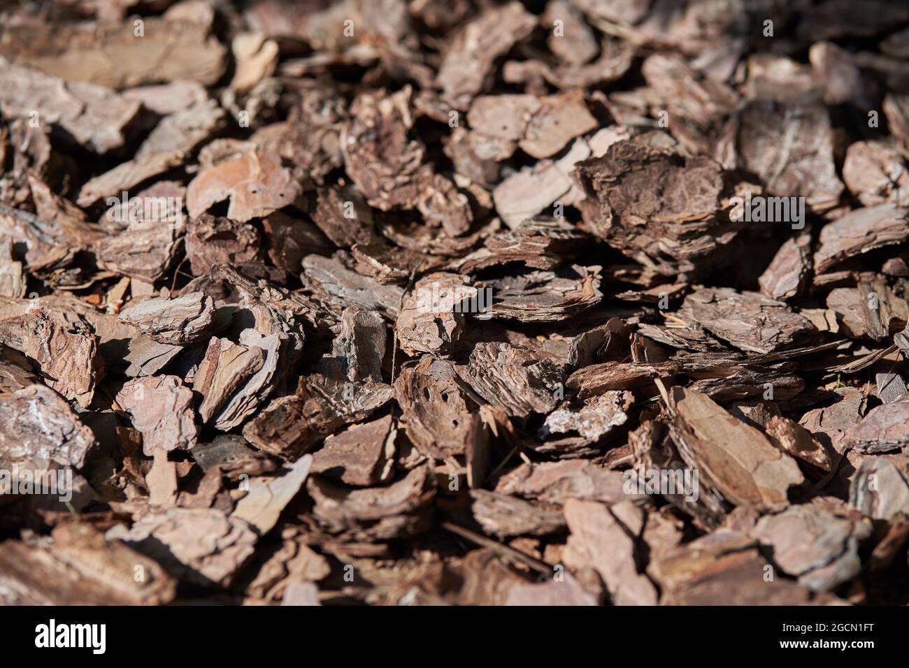 Clean, fresh, pine bark mulch beautifully illuminated by the sun. High