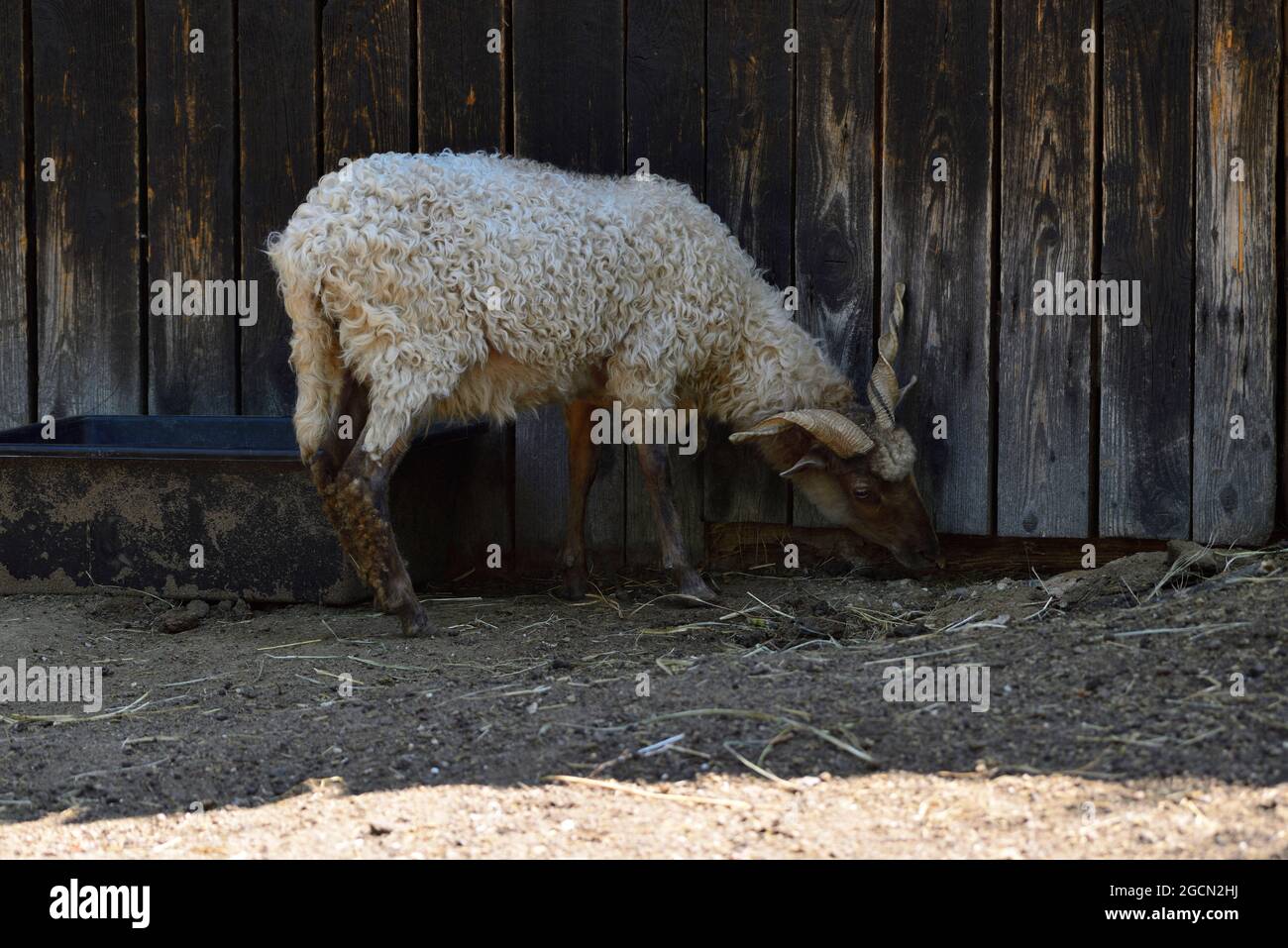 Pamhagen, Burgenland, Austria. Steppe wildlife park Pamhagen at Neusiedlersee.  Racka sheep (Ovis aries strepsiceros Hungaricus) Stock Photo