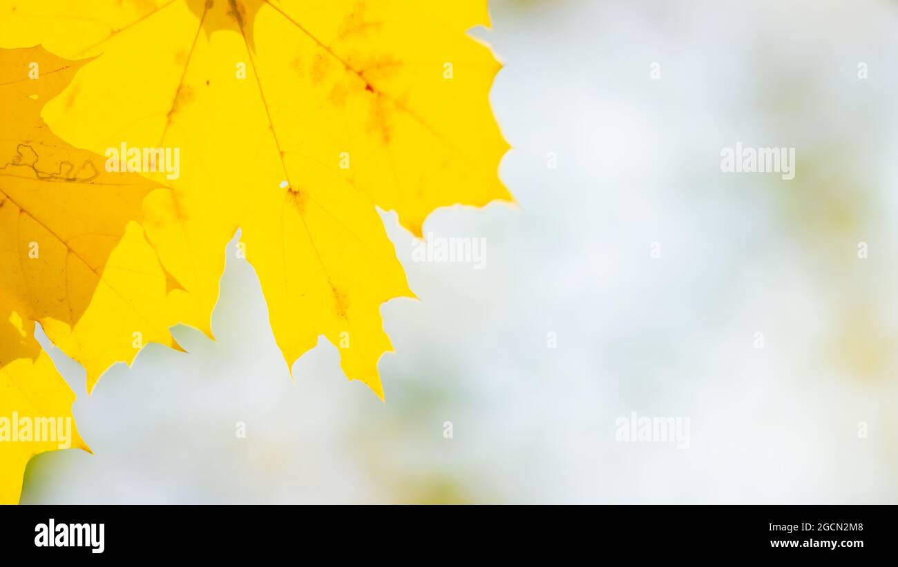 Maple leaves on branch. Colorful autumn maple leaves on a tree branch ...