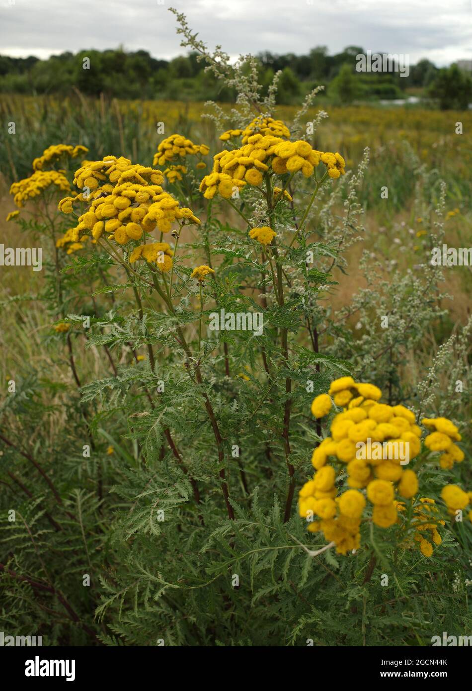 Yellow tansy flowers growing in a meadow in Holland Stock Photo