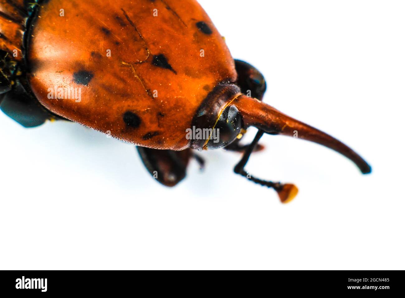 Macro photography of Rhynchophorus Ferrugineus on white background ...