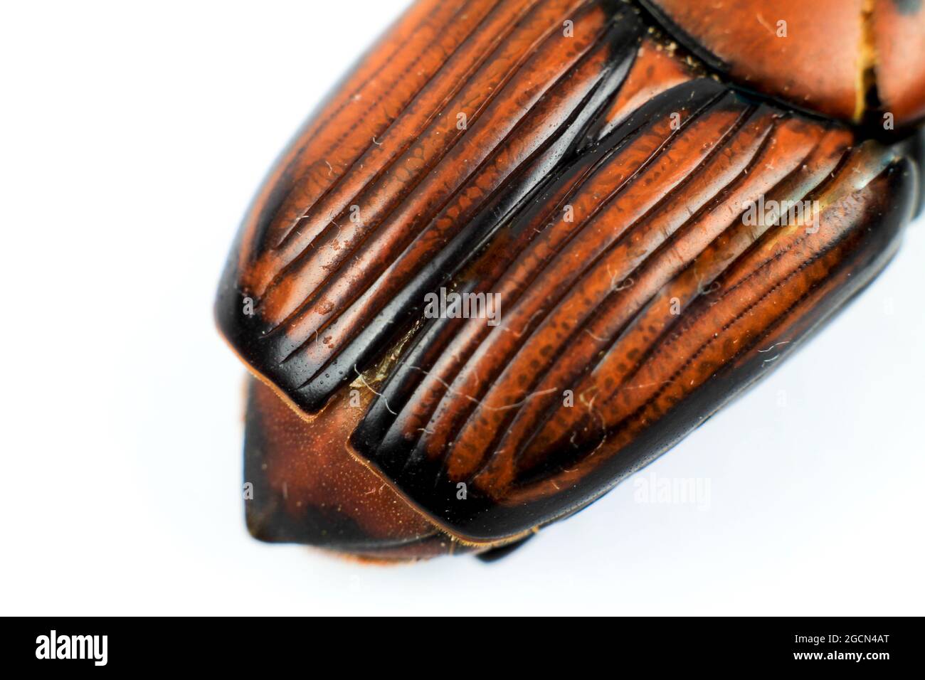 Macro photography of Rhynchophorus Ferrugineus on white background ...