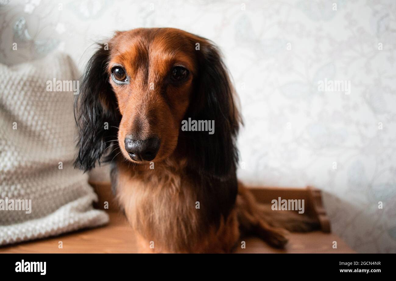 A Black Long Haired Dachshund High Resolution Stock Photography and Images  - Alamy