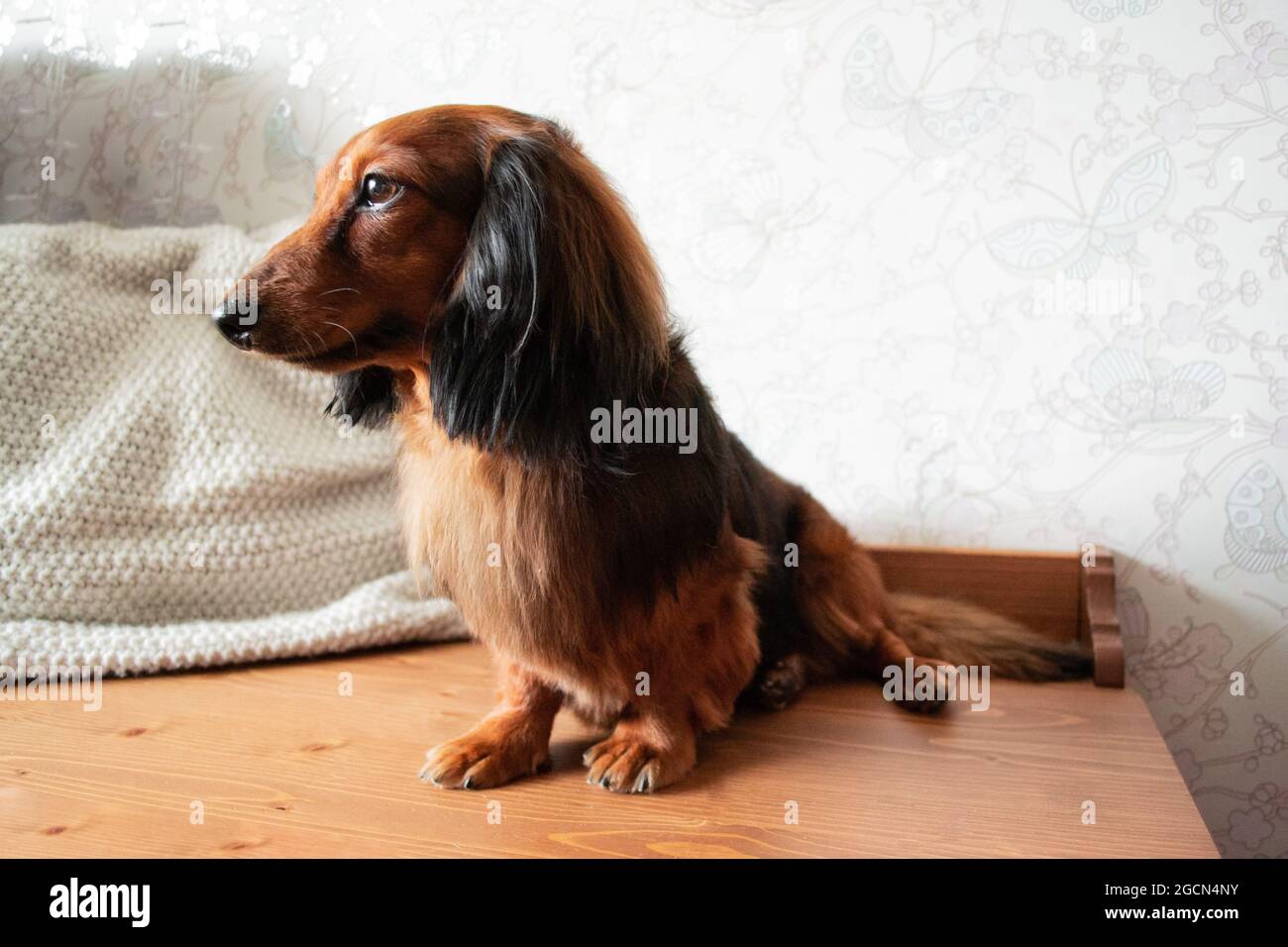Full-length portrait of well-groomed long-haired dachshund red and black color, brown eyes, adorable black nose. Stock Photo