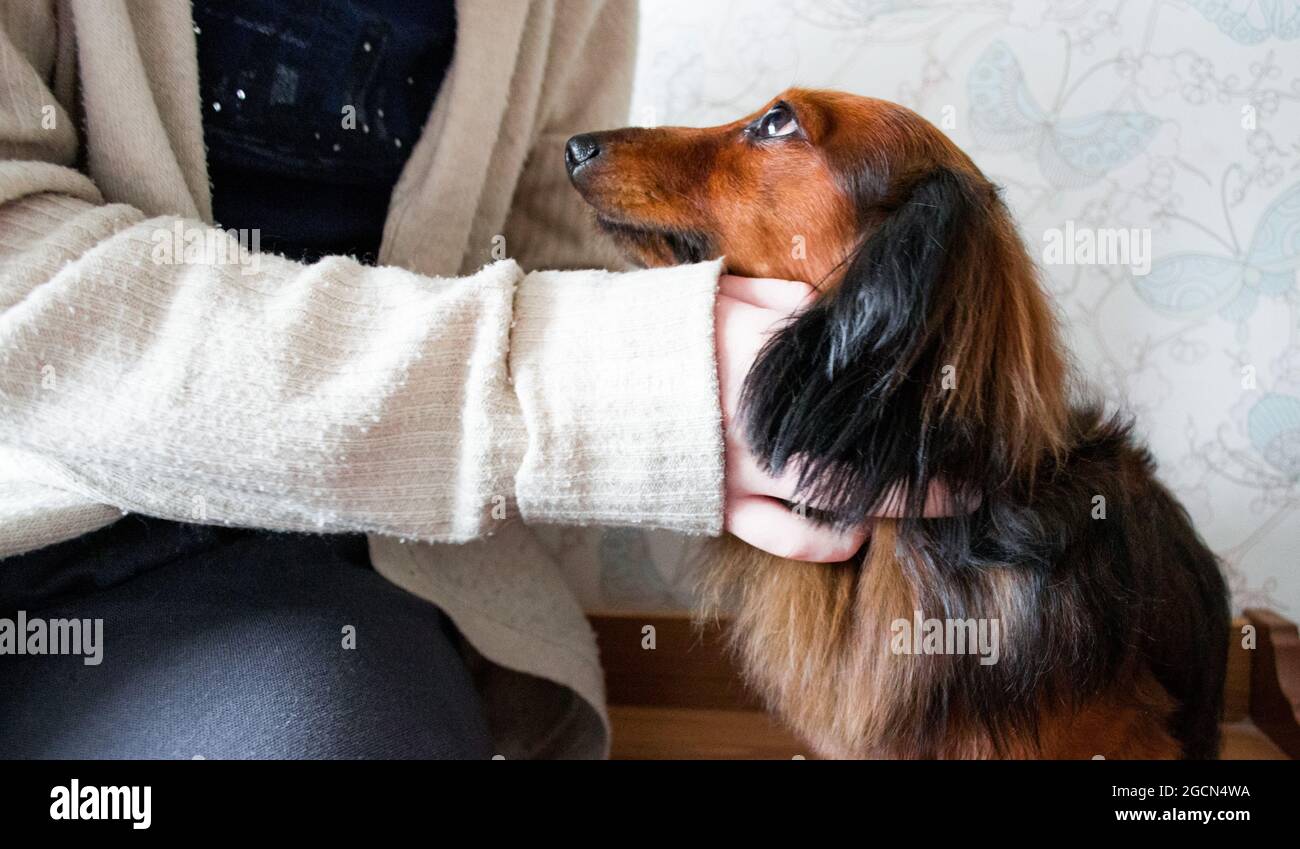 Someone hugs and strokes a long-haired red-haired black dachshund. Dog looks faithfully at the owner. Stock Photo
