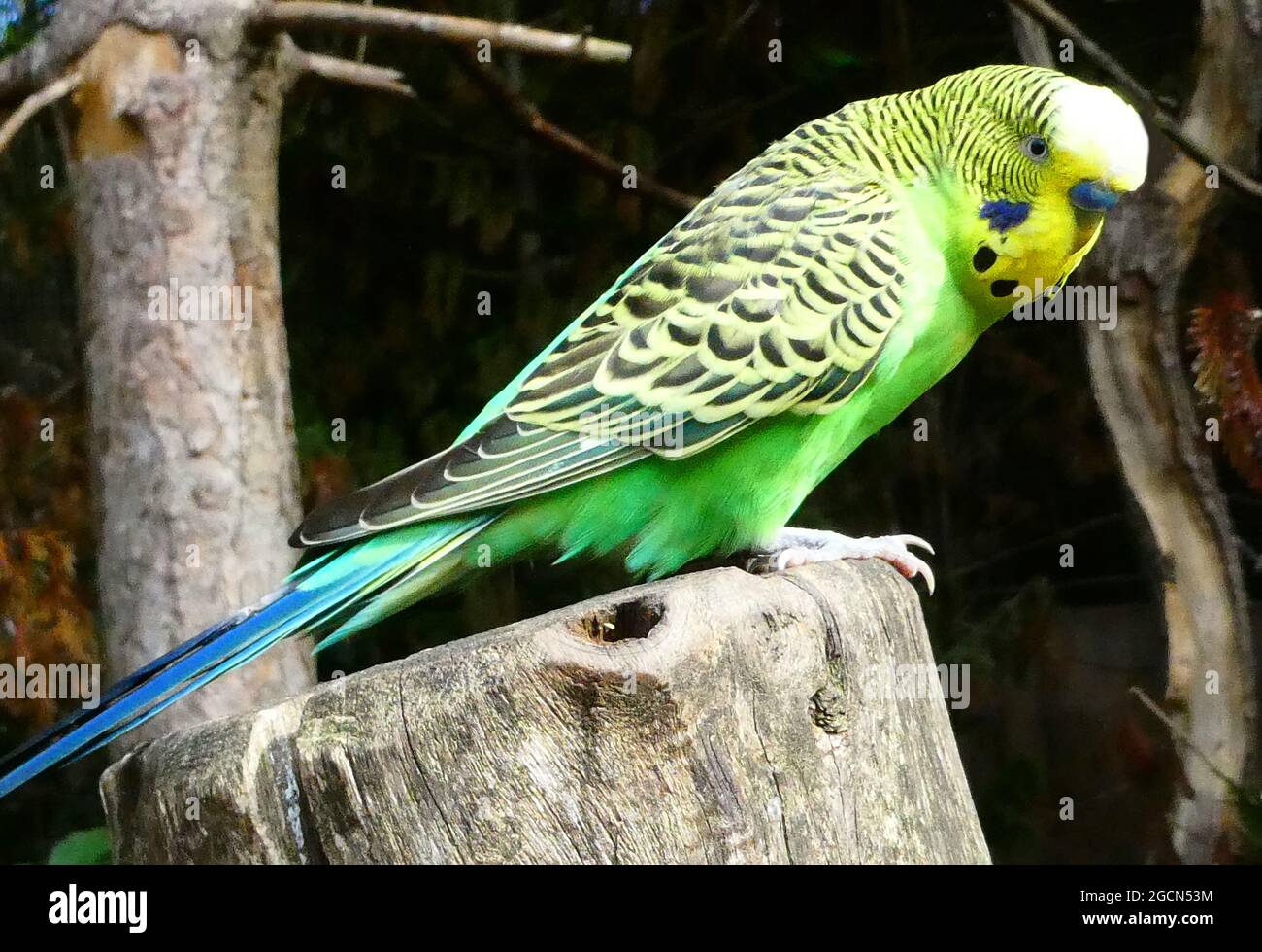 Green and yellow budgie hires stock photography and images Alamy
