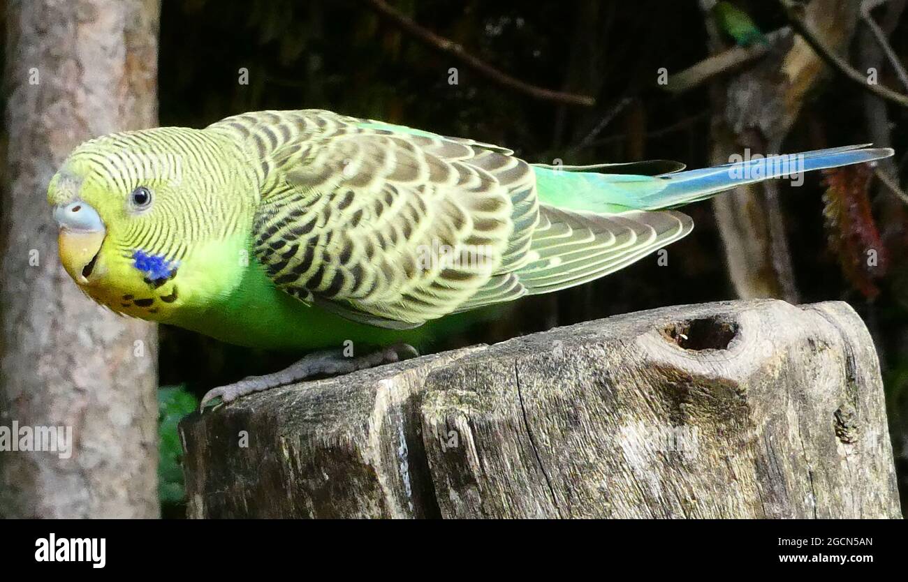 Green budgie hires stock photography and images Alamy