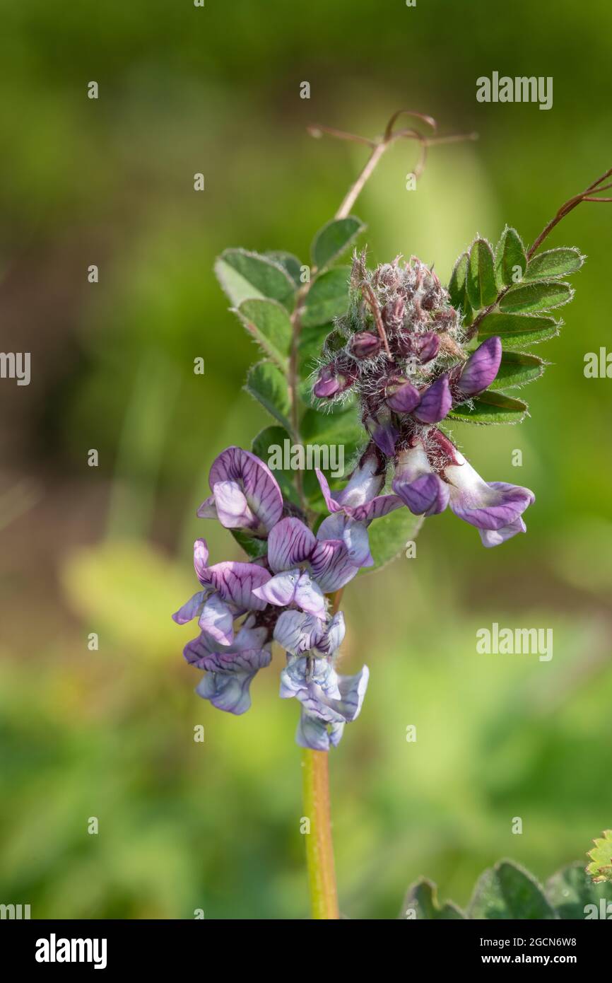 Close up of a bush vetch (vicia sepium) flower Stock Photo - Alamy