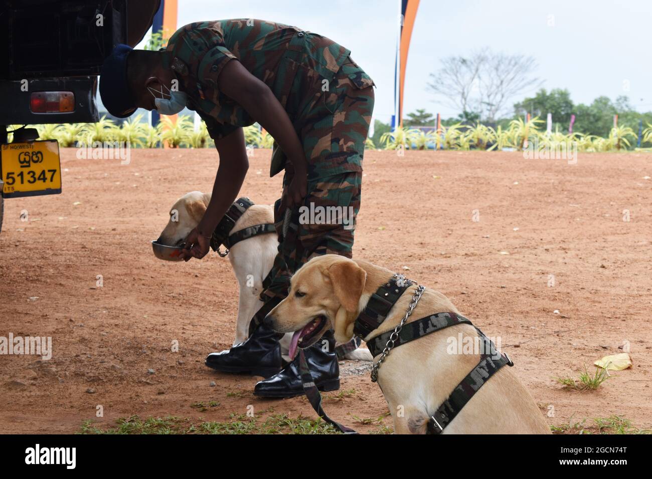 Labrador Retriever army dogs ready for searching the venue before a cricket match. At the picturesque Army Ordinance cricket grounds. Dombagoda. Sri Lanka. Stock Photo