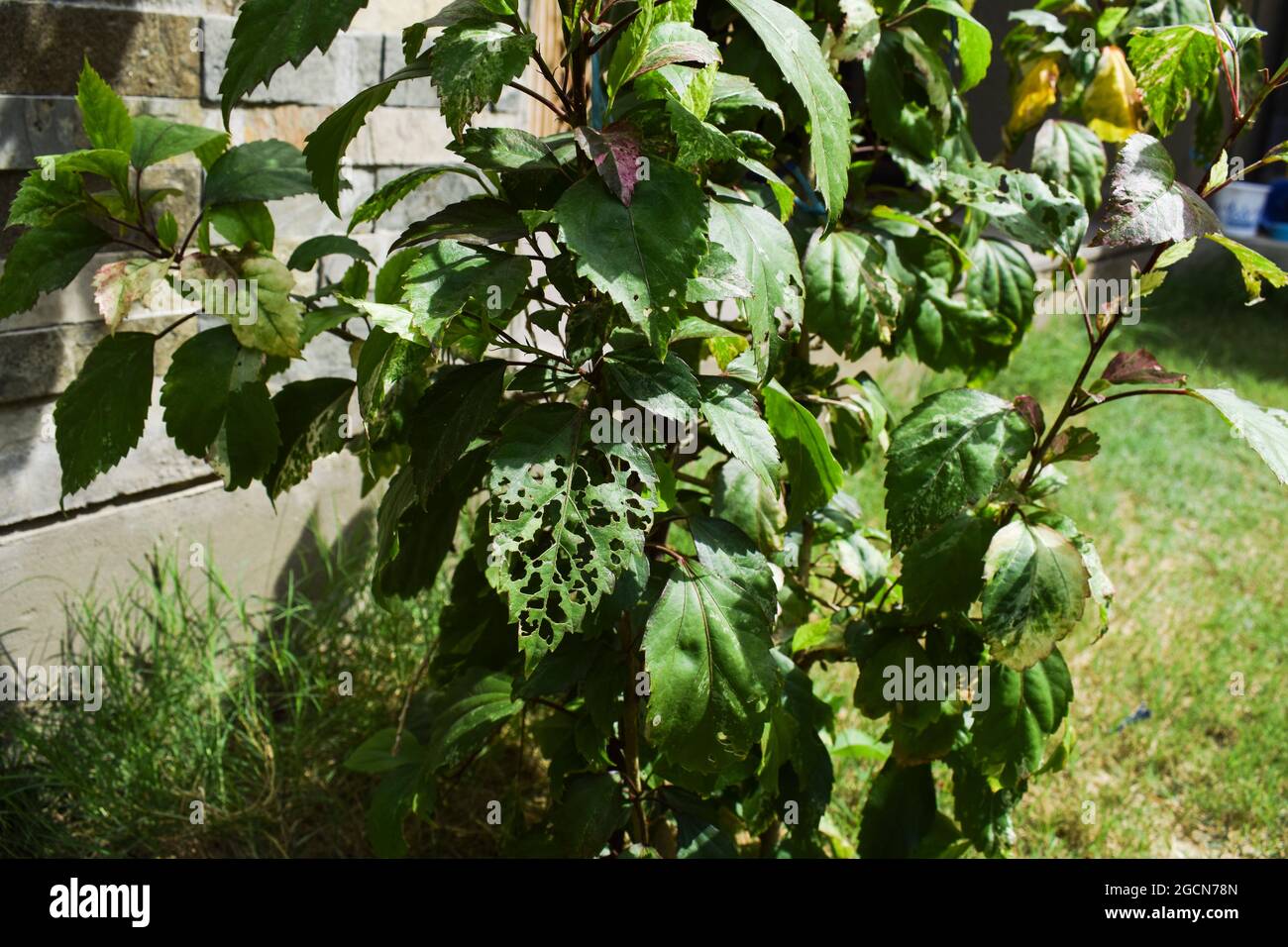 HIbiscus plant leaves fresh but single one leaf harmed and damaged by
