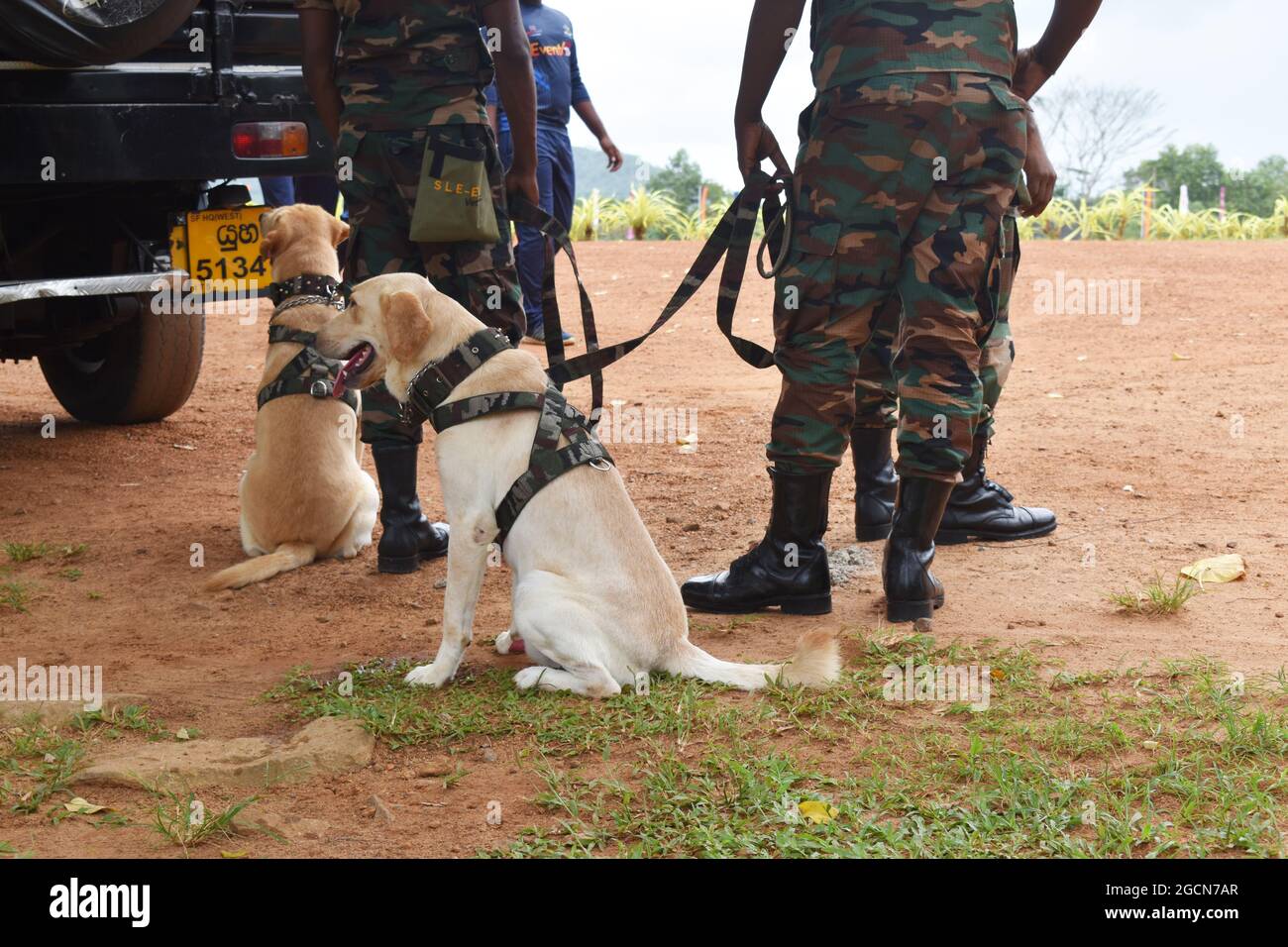 Labrador Retriever army dogs ready for searching the venue before a cricket match. At the picturesque Army Ordinance cricket grounds. Dombagoda. Sri Lanka. Stock Photo