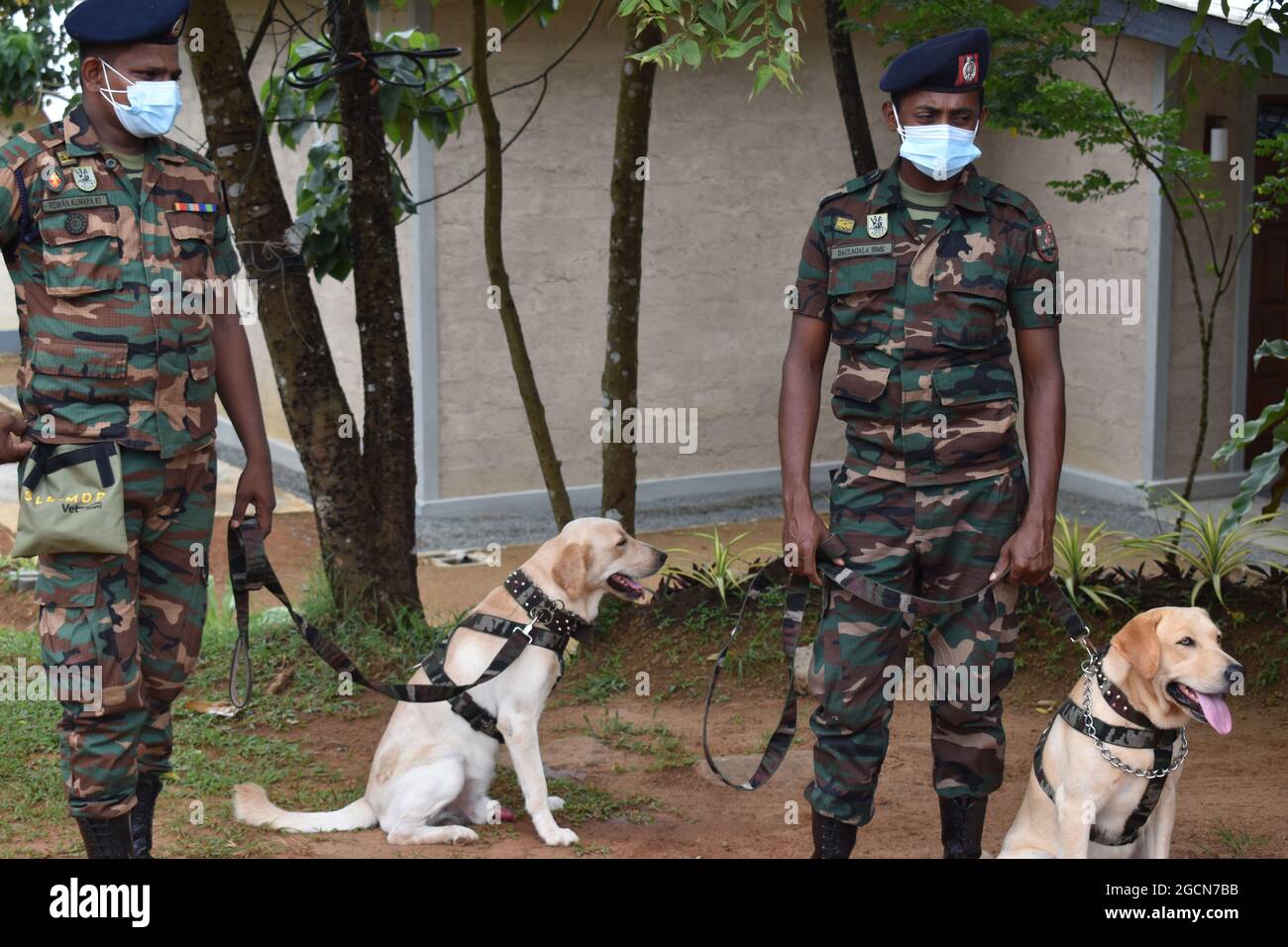 Labrador Retriever army dogs ready for searching the venue before a cricket match. At the picturesque Army Ordinance cricket grounds. Dombagoda. Sri Lanka. Stock Photo