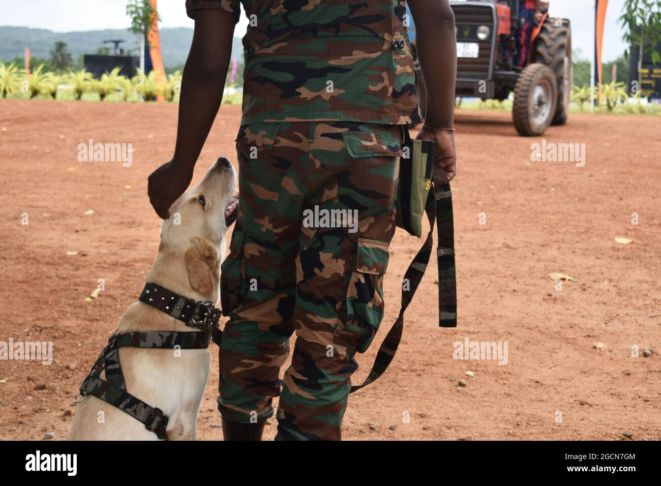 Dog looking up at is trainer. Labrador Retriever army dogs ready for searching the venue before a cricket match. At the picturesque Army Ordinance cricket grounds. Dombagoda. Sri Lanka. Stock Photo