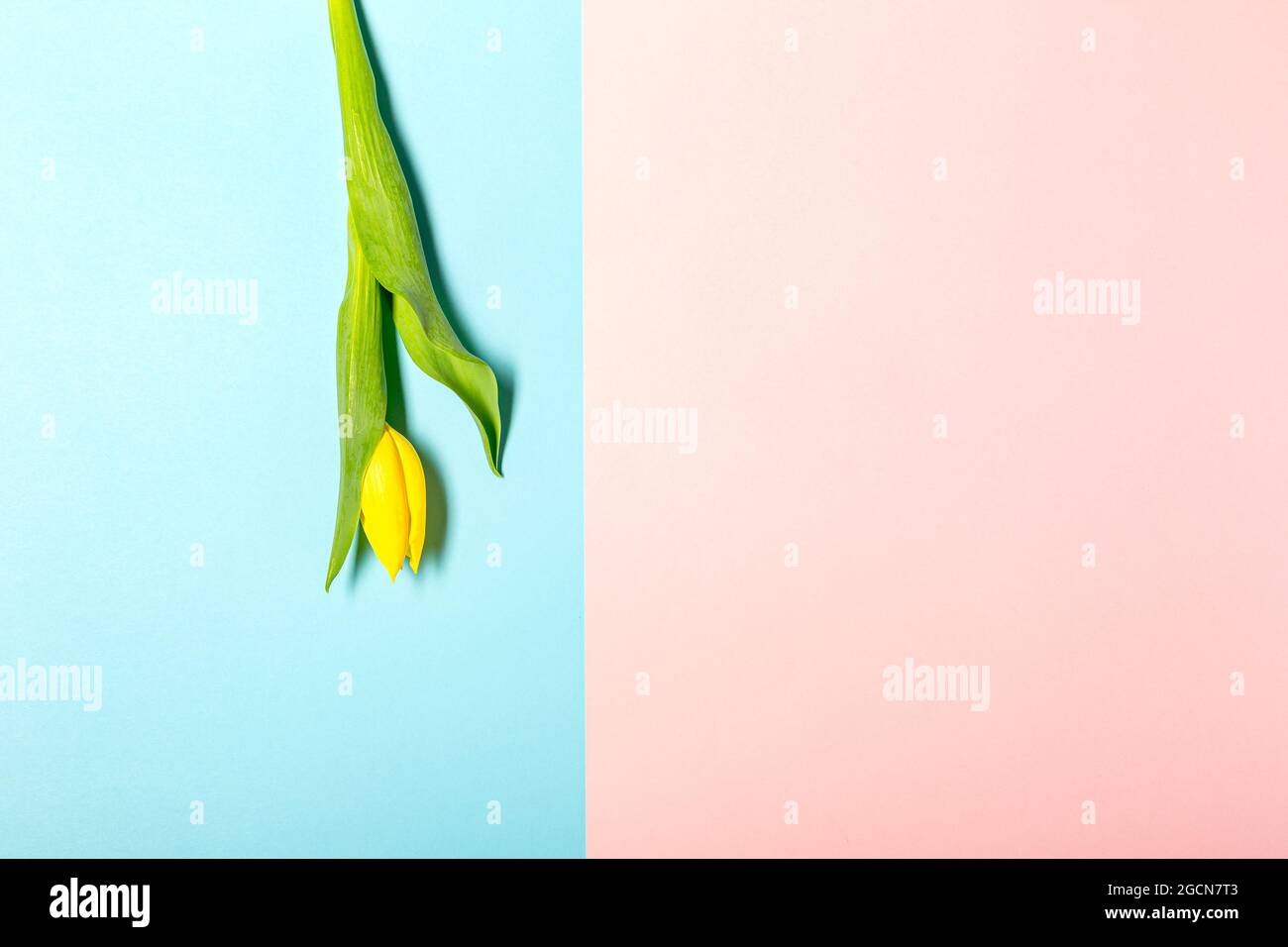 Flat lay with tulip flowers on pastel pink Stock Photo - Alamy